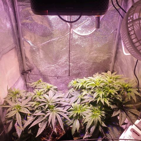 Mk-Ultra #1 - Zanna growlog timeline photo