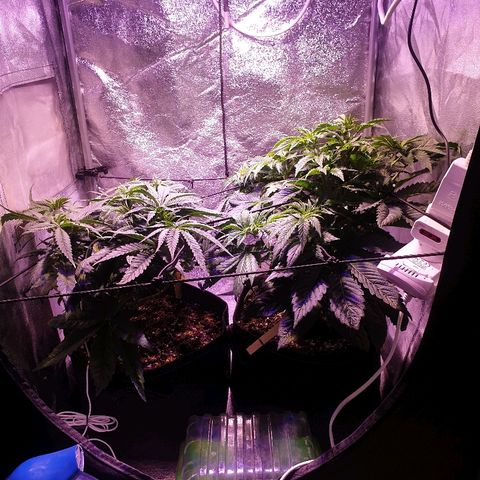 Mk-Ultra #1 - Zanna growlog timeline photo