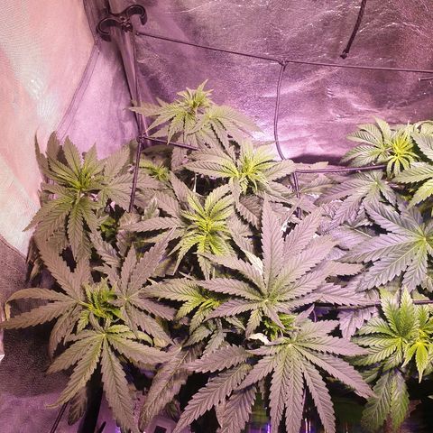 Mk-Ultra #1 - Zanna growlog timeline photo