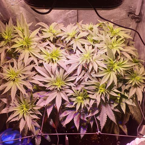Mk-Ultra #1 - Zanna growlog timeline photo