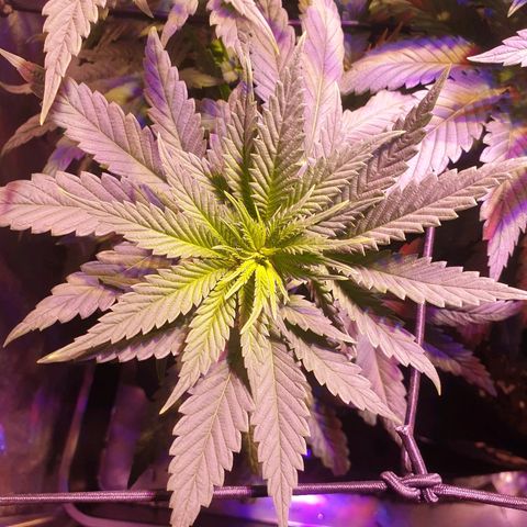 Mk-Ultra #1 - Zanna growlog timeline photo