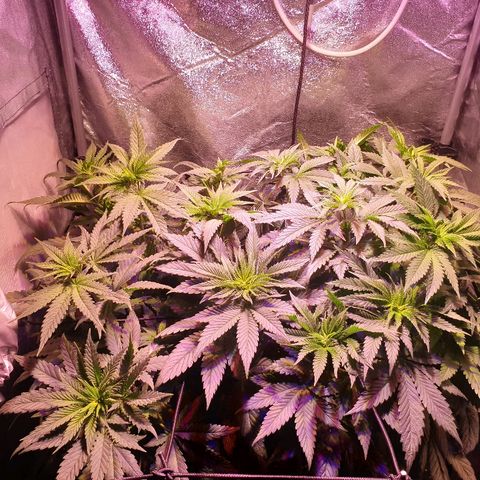 Mk-Ultra #1 - Zanna growlog timeline photo