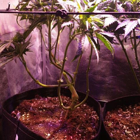 Mk-Ultra #1 - Zanna growlog timeline photo