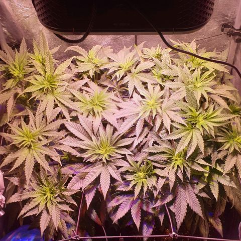 Mk-Ultra #1 - Zanna growlog timeline photo