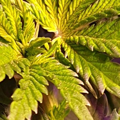Mk-Ultra #1 - Zanna growlog timeline photo