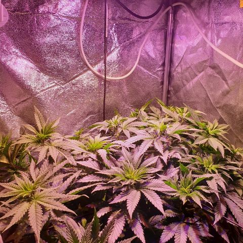 Mk-Ultra #1 - Zanna growlog timeline photo