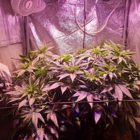 Mk-Ultra #1 - Zanna growlog timeline photo