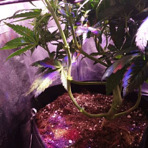 Mk-Ultra #1 - Zanna growlog timeline photo