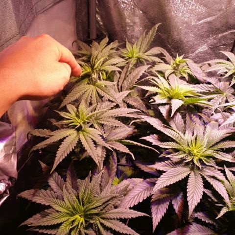 Mk-Ultra #1 - Zanna growlog timeline photo