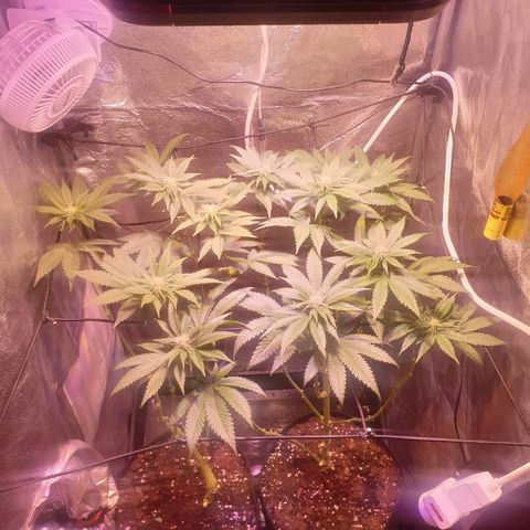 Mk-Ultra #1 - Zanna growlog timeline photo