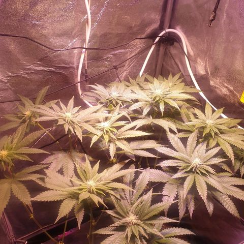 Mk-Ultra #1 - Zanna growlog timeline photo