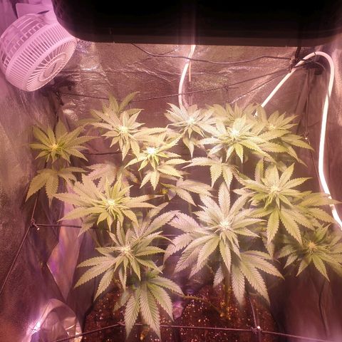 Mk-Ultra #1 - Zanna growlog timeline photo