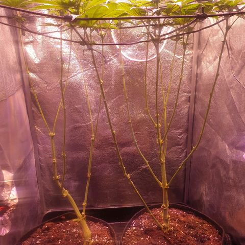Mk-Ultra #1 - Zanna growlog timeline photo