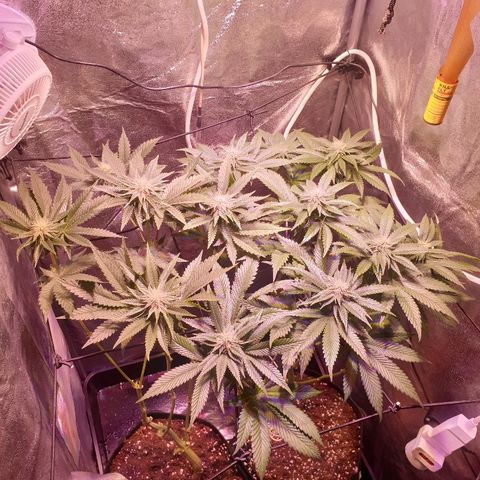 Mk-Ultra #1 - Zanna growlog timeline photo