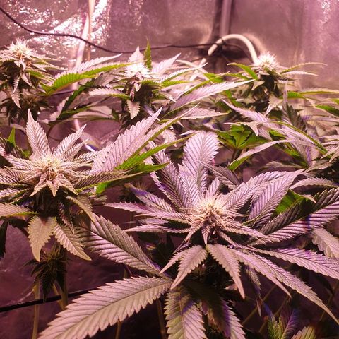 Mk-Ultra #1 - Zanna growlog timeline photo
