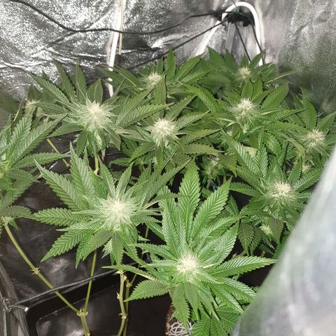 Mk-Ultra #1 - Zanna growlog timeline photo