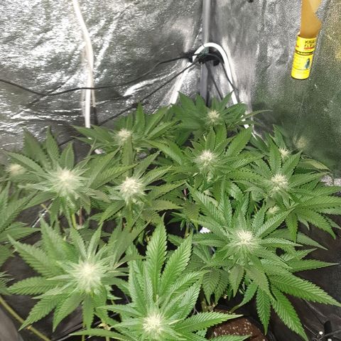 Mk-Ultra #1 - Zanna growlog timeline photo