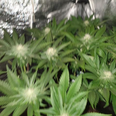 Mk-Ultra #1 - Zanna growlog timeline photo