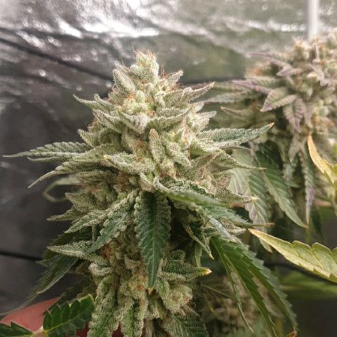 Mk-Ultra #1 - Zanna growlog timeline photo