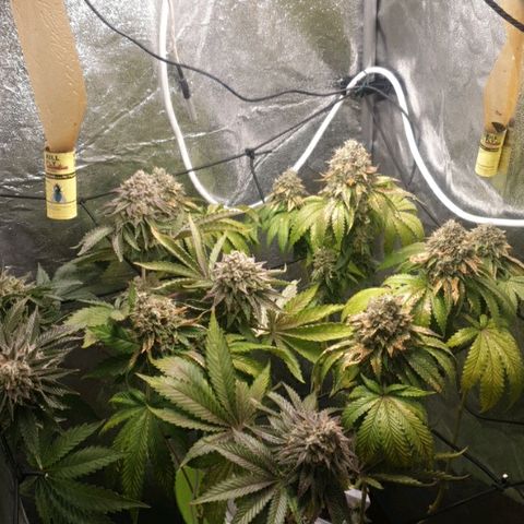 Mk-Ultra #1 - Zanna growlog timeline photo
