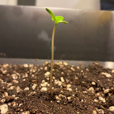 Banana Purple Punch Auto growlog timeline photo