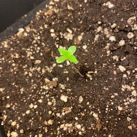 Banana Purple Punch Auto growlog timeline photo