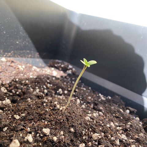 Banana Purple Punch Auto growlog timeline photo
