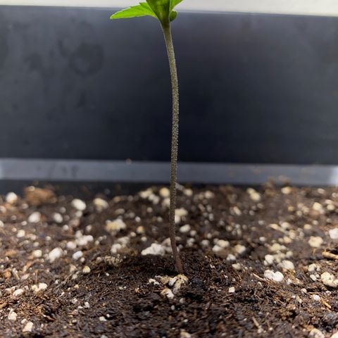 Banana Purple Punch Auto growlog timeline photo
