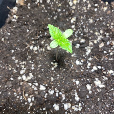 Banana Purple Punch Auto growlog photo: Sviluppo sulle foglie 