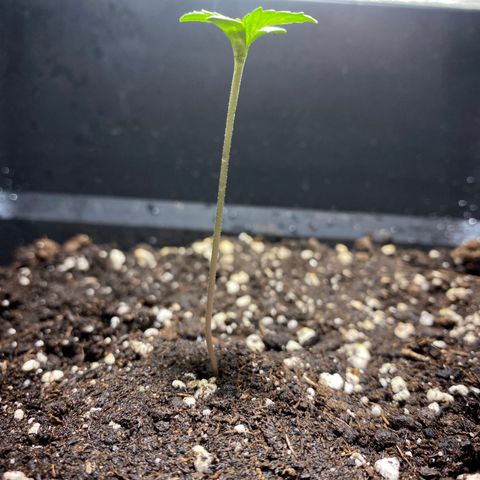 Banana Purple Punch Auto growlog photo: Sviluppo sulle foglie 