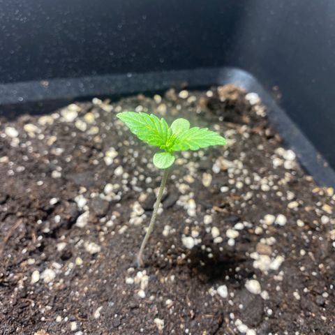Banana Purple Punch Auto growlog timeline photo