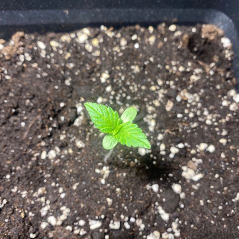 Banana Purple Punch Auto growlog timeline photo
