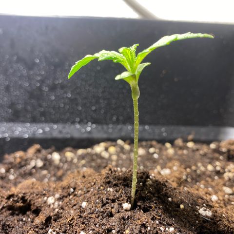 Banana Purple Punch Auto growlog timeline photo