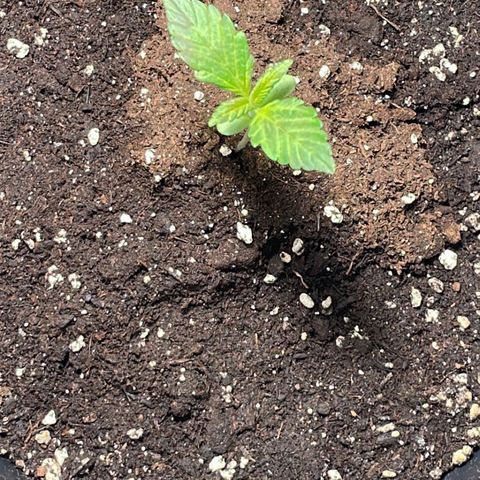 Banana Purple Punch Auto growlog timeline photo
