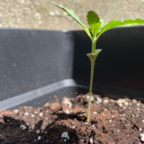Banana Purple Punch Auto growlog timeline photo