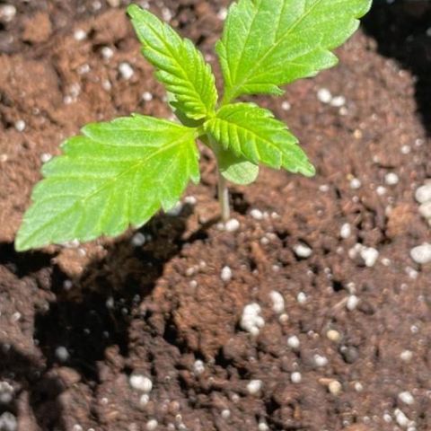 Banana Purple Punch Auto growlog timeline photo