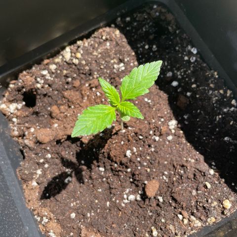 Banana Purple Punch Auto growlog timeline photo