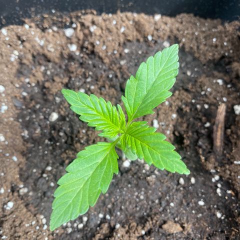 Banana Purple Punch Auto growlog timeline photo