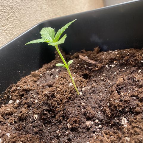 Banana Purple Punch Auto growlog timeline photo