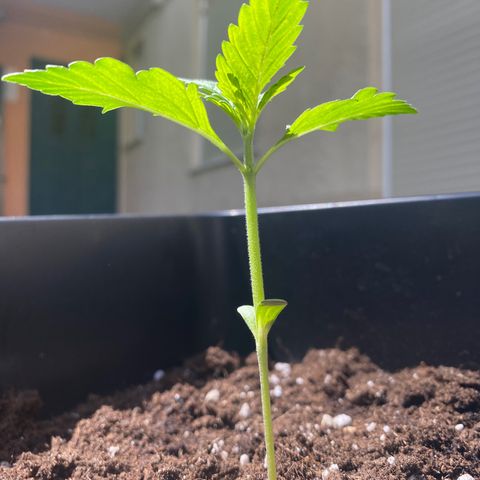 Banana Purple Punch Auto growlog timeline photo