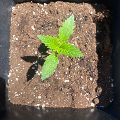 Banana Purple Punch Auto growlog timeline photo