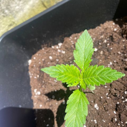 Banana Purple Punch Auto growlog timeline photo