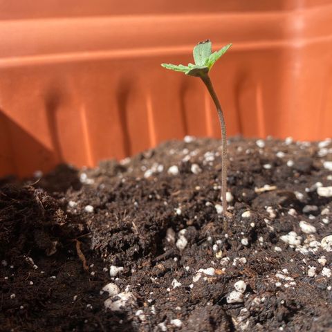 Banana Purple Punch Auto growlog timeline photo
