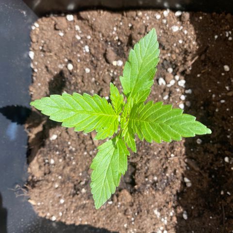 Banana Purple Punch Auto growlog timeline photo