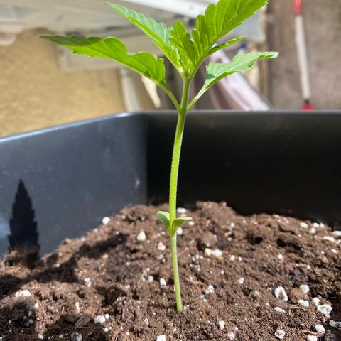 Banana Purple Punch Auto growlog timeline photo