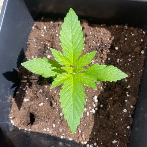 Banana Purple Punch Auto growlog timeline photo