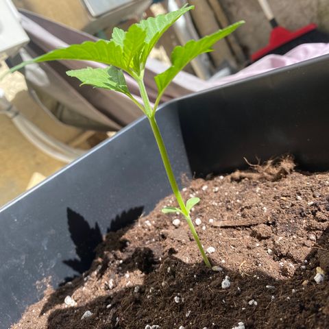 Banana Purple Punch Auto growlog timeline photo