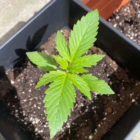 Banana Purple Punch Auto growlog timeline photo