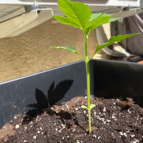 Banana Purple Punch Auto growlog timeline photo