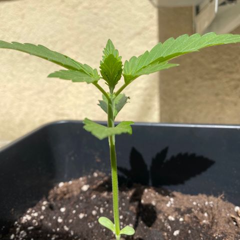 Banana Purple Punch Auto growlog timeline photo